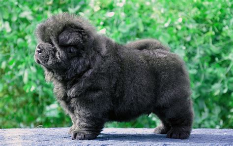 Wallpaper : dog, puppy, black, fluffy 2560x1600 - wallup - 1106552 - HD Wallpapers - WallHere