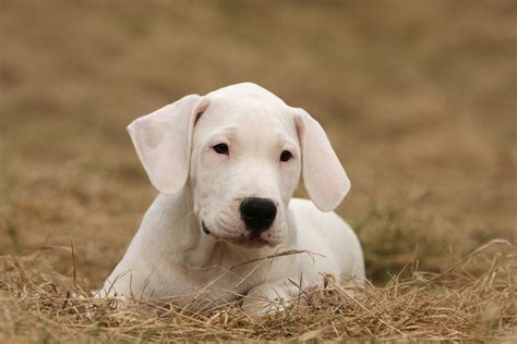 Dogo Argentino ★ Aussehen, Wesen, Haltung & mehr