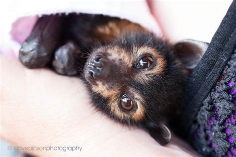 Targeting Flying Foxes: a double-barrelled assault | Wildlife Queensland Townsville Branch