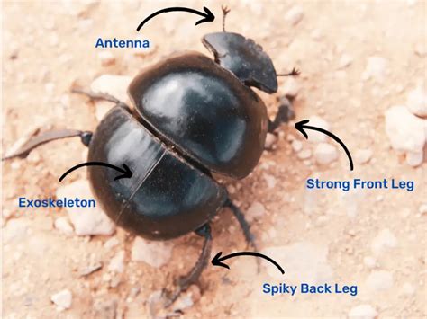 The Dung Beetle: Fun Facts And Benefits For Ecosystems