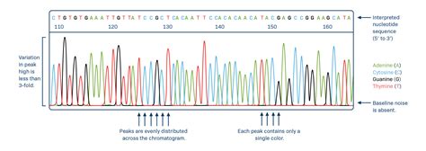 Interpretation Of Sequencing Chromatograms | My XXX Hot Girl