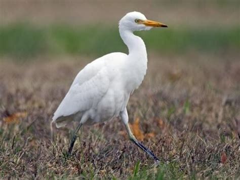 Little Egret Breeding Plumage