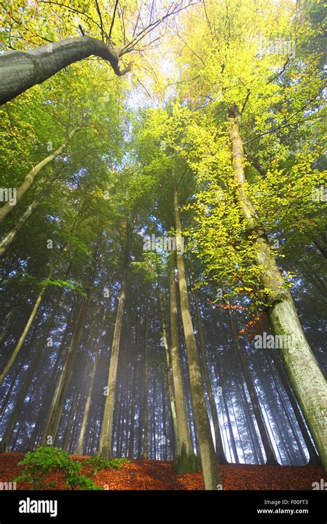 Ardennes forest hi-res stock photography and images - Alamy