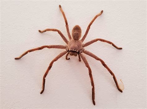 Australian Huntsman Spider – Ausemade