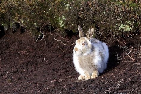 Darley Dale Wildlife: Mountain Hare - Bleaklow