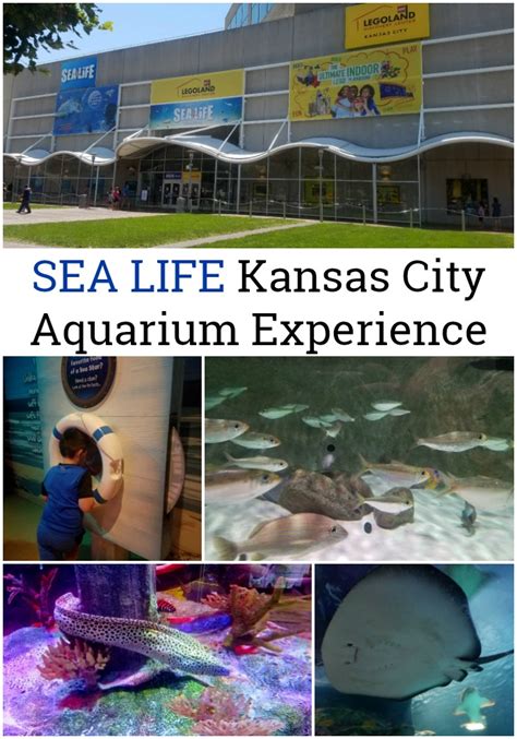 Family Travel: SEA LIFE Kansas City Aquarium Experience - Motherhood Defined