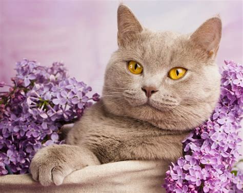 british, Shorthair, Cat, Cat, Lilac, Portrait Wallpapers HD / Desktop and Mobile Backgrounds