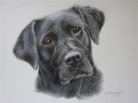 a drawing of a black dog's face is shown in color pencil on paper