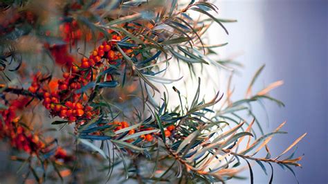 Diabetes: Sea buckthorn berries may aid insulin sensitivity, obesity