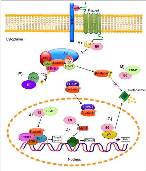 Beta Catenin Signaling Pathway