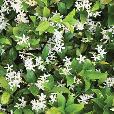 Jasmine | Description, Major Species, & Facts | Britannica