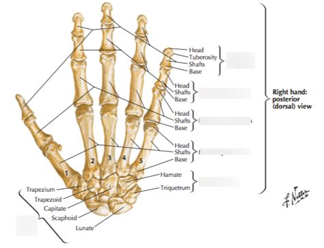 Carpals, metacarpals, and phalanges Diagram | Quizlet