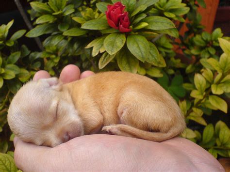 File:Chihuahua puppy (toronjazul).jpg - Wikimedia Commons