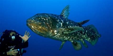 Latimeria chalumnae : Coelacanth