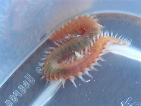 Bristle worm? good or bad? - What is this thing? - Austin Reef Club