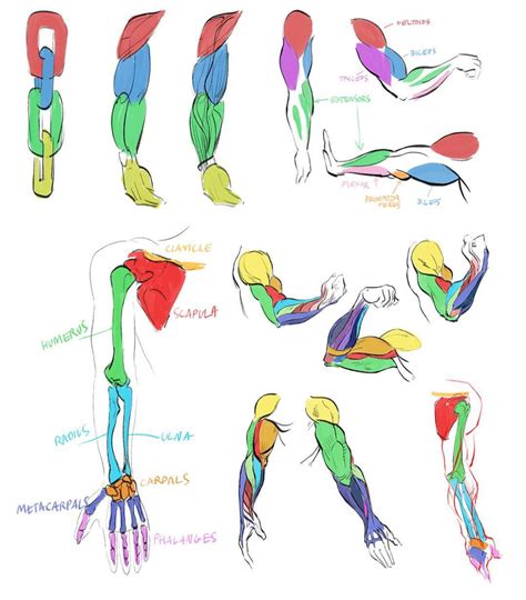 Pin by Ross on Anatomy | Anatomy reference, Human anatomy drawing ...