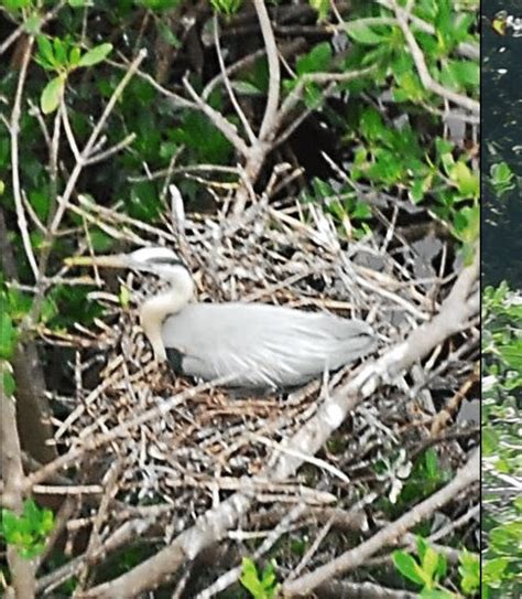 Great Blue Heron with chicks and nesting. | Download Scientific Diagram