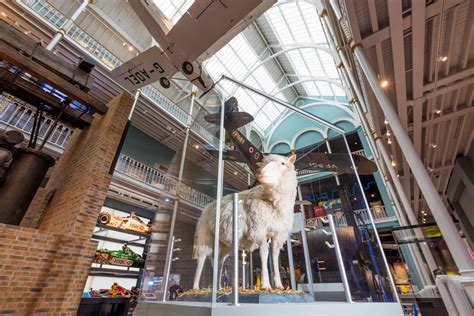 Dolly the Sheep at the National Museum of Scotland. Photo © National ...