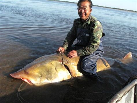 Big Fishes of the World: STURGEON KALUGA (Huso dauricus)