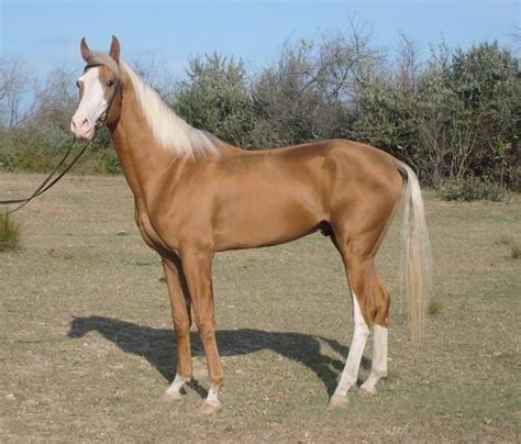 Akhal Teke Horse Info, Colors, Temperament, History, Pictures