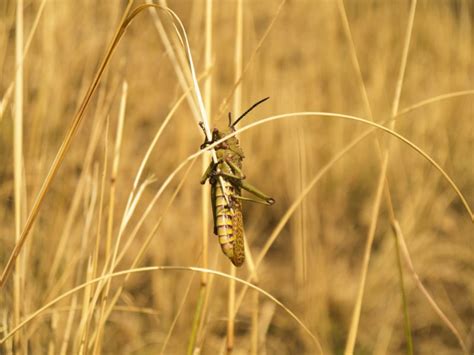 India to Combat Locust Plague amid Coronavirus - Go Trading Asia