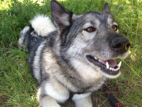 Fram: Norwegian Elkhound Malamute mix Norwegian Elkhound, Malamute ...