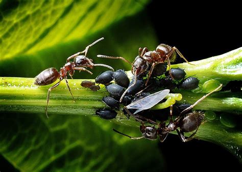 Ants and Aphid Symbiosis | BUG UNDER GLASS