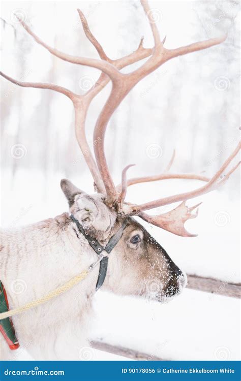 Reindeer Sleigh Ride in Lapland Stock Photo - Image of fell, forest: 90178056