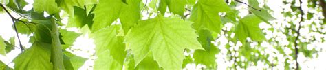 Tree Identification Guide: How to Identify Sycamore Tree | Davey Tree