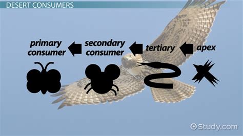 Desert Food Chain Lesson for Kids - Video & Lesson Transcript | Study.com