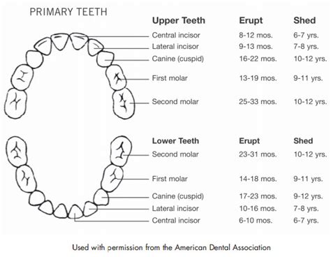 How Long Does It Take for Babies to Get Teeth - Khull Somearesove46