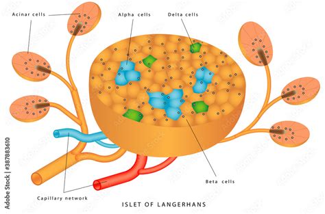 Pancreatic islet. The islets of Langerhans are responsible for ...