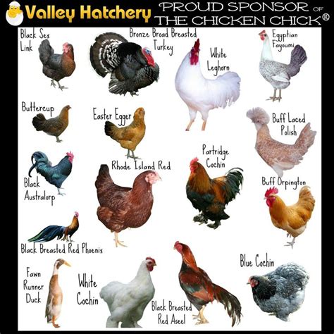 Chicken types | Types of chickens, Chickens, Chicken farm