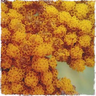 Yellow Bubbles | Macro of yellow flower head with 8X lopue a… | Flickr