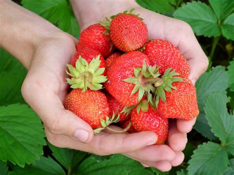 Strawberry Cultivation Step by Step Guide - Agricultureguruji