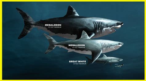 The Evolution of Megalodon [ 2002 - 2018 ] #TheMeg - YouTube