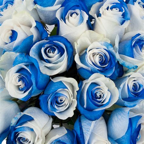 Blue & White Bicolor Tinted Roses | Premium Wholesale Flowers | Free Shipping – Bloomingmore