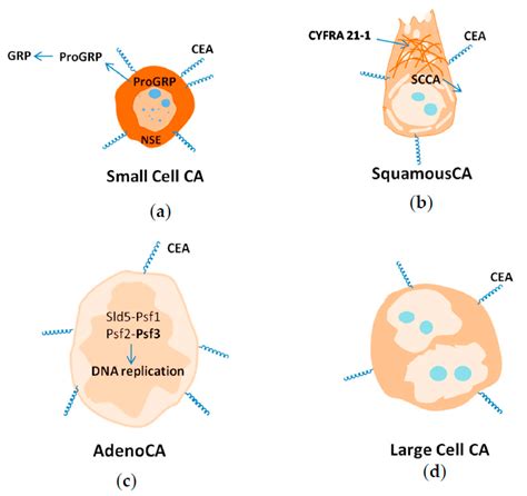 Cancers | Free Full-Text | Current and Prospective Protein Biomarkers ...