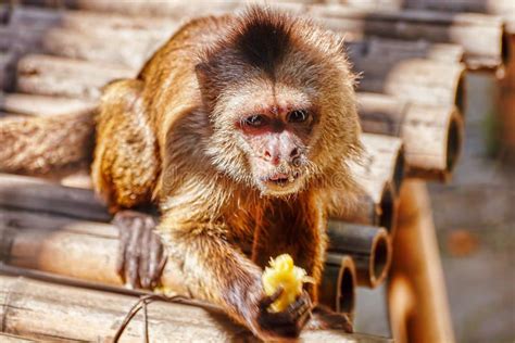 Capuchin Monkey Their Natural Habitat Stock Photos - Free & Royalty-Free Stock Photos from ...