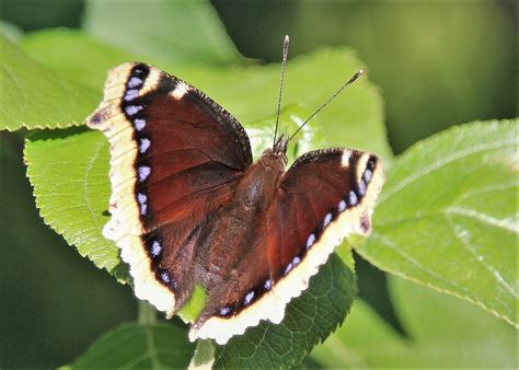 Nymphalis antiopa | Nymphalis antiopa on the Leaf in garden.… | yrjö ...