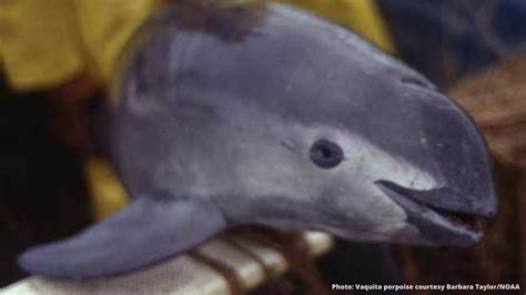 Center for Biological Diversity on Twitter: "Only eight vaquita porpoise are likely left on ...