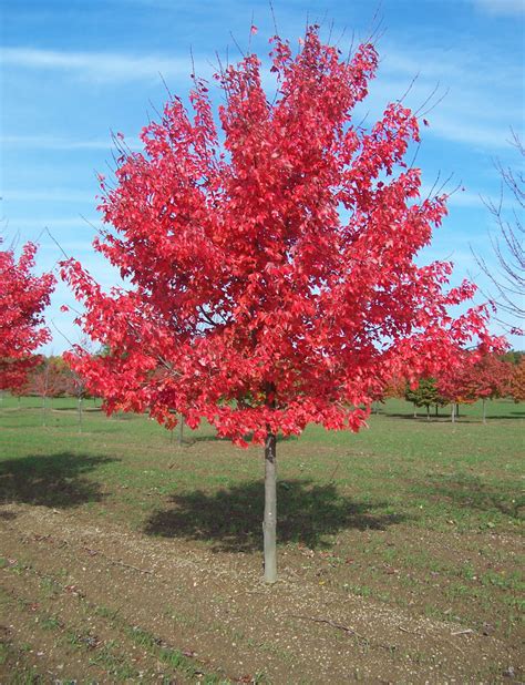 Red Sunset Maple | | Fort Wayne Trees