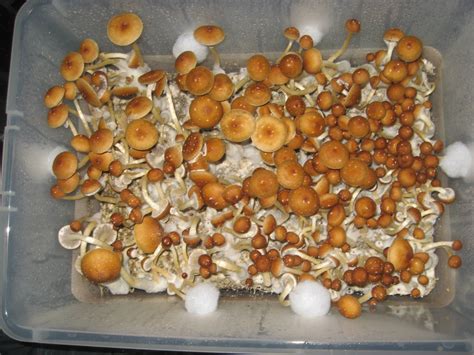 Golden Teacher Mushroom Grow Guide - All Mushroom Info