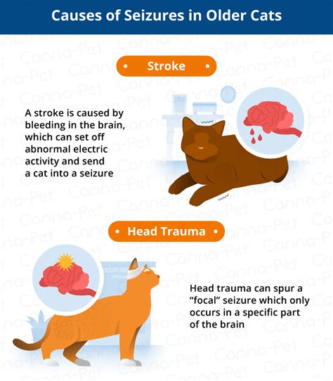 What Causes Seizures in Older Cats? | Canna-Pet®