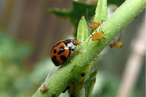 Top Methods of Pest Control – TopTeny Magazine