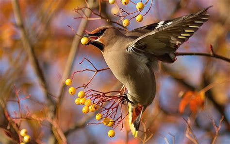 Wildlife photography of flying bird eating fruits during daytime HD wallpaper | Wallpaper Flare