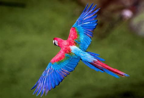 Free photo: Flying bird - Animal, Bird, Blue - Free Download - Jooinn