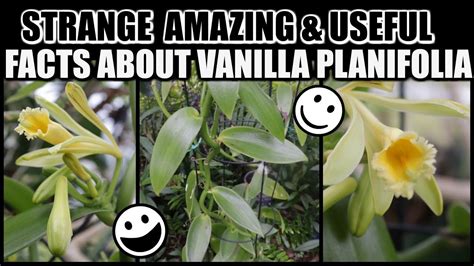 MY VANILLA BLOOMS! Growing, Bean Pods & Propagation & USEFUL FACTS ABOUT VANILLA ORCHID - - YouTube