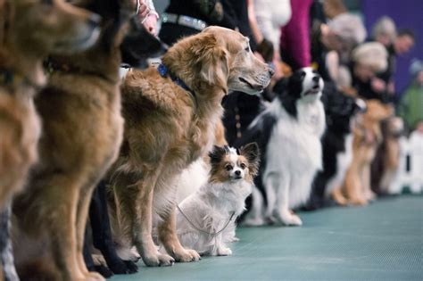 The 140th Annual Westminster Kennel Club Dog Show Photos | Image #181 ...