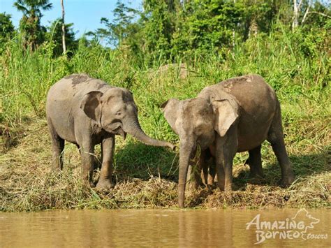 The Top 7 Wildlife in Borneo You Need to See Once It’s Good to Travel ...